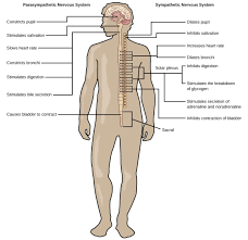The collection of the peripheral nerve cells along. Nervous Systems Organismal Biology
