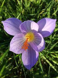 Pin On Wildlife Gardening