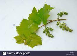 Free for commercial use no attribution required high quality images. Grape Vine Vitis Vinifera Twig With Leaves And Flower Buds Studio Stock Photo Royalty Free Image 15801107 Alamy Grape Vines Flower Bud Grapes