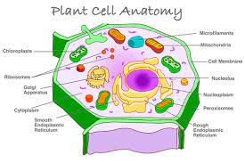 Atp is the chemical energy of the cell that powers all the metabolic activities of the cell. Plant Cell Anatomy Diagram Section Explanation Plant Cell Parts Structure With Organelles Components Mitochondria Chloroplast Ribosome Reticulum With Explanation Education Biology Vector Stock Vector Adobe Stock