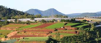 Robusta plants are more easily cultivated than their arabica cousins, and as a result, 97% of all coffee grown in vietnam is robusta. Central Highlands Vietnam Idh The Sustainable Trade Initiative