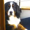 Bernese mountain dog mix puppies ohio. 1