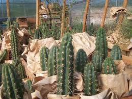 This cactus is also native to bolivia, and it can form hybrids with the thinner bridgesii. Trichocereus Peruvianus Peruvian Torch Cactus