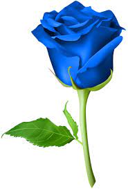 Rose Blue Transparent Png Clip Art Image Rose Flower Png Rose Flower Wallpaper Rose Drawing