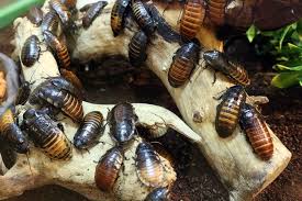 Le uova degli insetti sono centrolecitiche, lo sviluppo embrionale inizia con la segmentazione e termina con la fuoriuscita della larva. Le Blatte Volano Cosa Sono Da Dove Arrivano E Come Eliminarle