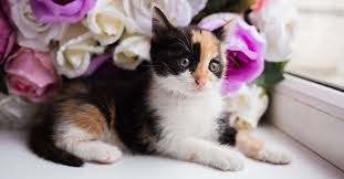 We did not find results for: Are Roses Toxic To Cats What Flowers Are Toxic To Cats