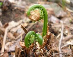 We did not find results for: Bulletin 4198 Facts On Fiddleheads Cooperative Extension Publications University Of Maine Cooperative Extension