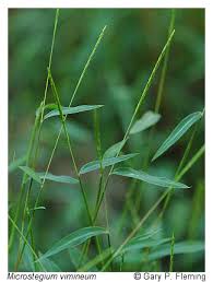 Image result for Microstegium