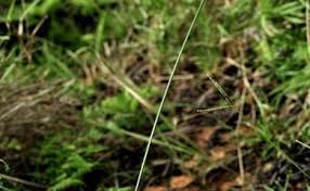 Image result for Rhynchospora rubra