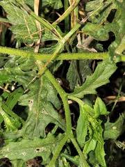 Image result for Crassocephalum picridifolium