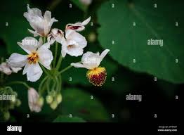 Image result for Sparrmannia