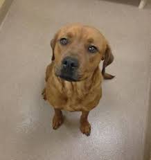 We have one female brindle, one male brindle, and one male fawn. Boxer Puppies For Sale Pittsburgh Pa