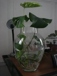Pin On Monstera Deliciosa And Split Leaf Philadendron