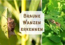 Pin Auf Schadlinge