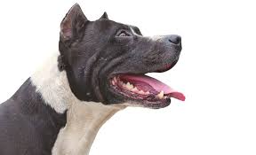 But 56 percent of all fatal dog attacks in the united states in the past five years were committed by pit bulls, according to a report . 40 Terribly Interesting Facts About Pit Bulls Terribly Terrier