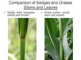 Image result for Poaceae