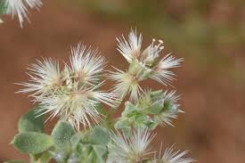 Image result for Silene abyssinica