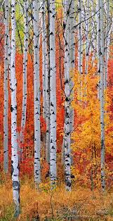 Birch Trees In Fall Aspen And Maple Aspen Trees Nature Photography Beautiful Tree