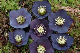 The most natural location for lilies is on sloping ground with excellent drainage. Hellebores The Cure For The Winter Blues Mcdonald Garden Center