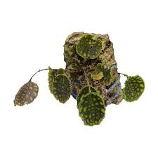 Image result for Lepidagathis pallescens