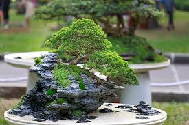 Get it as soon as thu, apr 29. Hd Wallpaper Green Bonzai Tree On Table Blurr Bonsai Bright Close Up Colors Wallpaper Flare