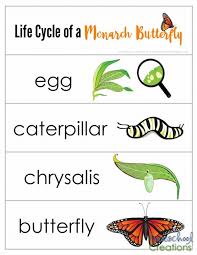 Monarch Butterfly Life Cycle Coloring Page Youngandtae Com In 2020 Butterfly Life Cycle Preschool Butterfly Lessons Butterfly Life Cycle Art
