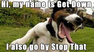 Can be fairly dog aggressive. What Should Your Dog S Name Be Quiz The Dog People By Rover Com