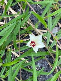 Image result for Xenostegia medium