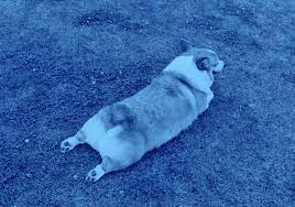 Slang Meaning Of Sploot Definitions By Dictionary Com