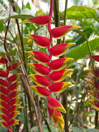 Image result for Heliconia rostrata