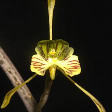 Image result for Oeceoclades saundersiana