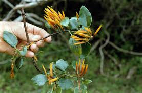 Image result for Agelanthus