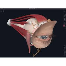 Dijital görüntülemeyi görüntüleyin ve dönüştürün. Complete Anatomy App Student Plus License 10 Discount