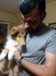 satilik lesi rough collie yavrulari 0543 659 72 02 posts facebook