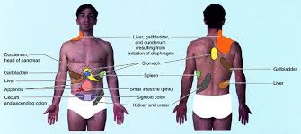 The liver would be found above these on the right. Pain Between Shoulder Blades Upper Back Treatment Guide