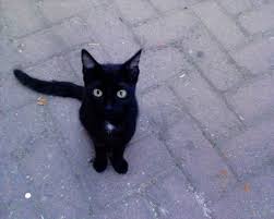 That's why they follow you. Why Is My Cat Following Me Everywhere Mishi Pets