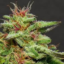 When smoked in small amounts, sour cookies gives a high that . Big Head Seeds Julie S Cookies Euphoric 26 Thc 700 Gr