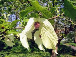 This is davidia involucrata, fondly known as the handkerchief tree. Kew Gardens On Twitter Davidia Involucrata Is Known As The Handkerchief Tree Due To Large White Bracts Which Resemble Handkerchiefs Dangling From Its Branches Https T Co Tiqm5s7bqf