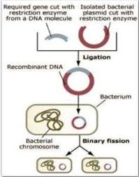 Steps Of Recombinant Dna Technology Recombinant Dna Dna Technology Biotechnology