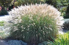 Image result for Miscanthus violaceus