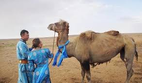 Camels do not have hooves. Bayannur Camel Walks In Desert For Days To Return To Former Owners