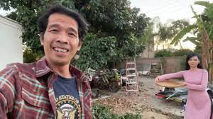 Cây Nhãn Mỹ Đế Nhà Trương Quốc Huy : Hái Nhãn Ăn - YouTube