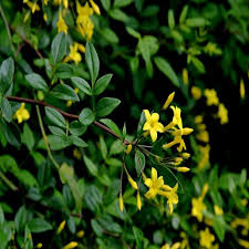 Image result for Jasminum schimperi