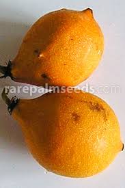 Image result for Garcinia pachyclada