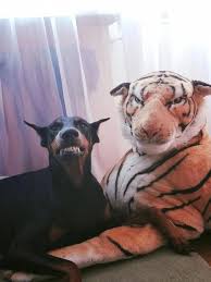 Everything We All Love About The Energetic Doberman Pup Dobermantimes Dobermanpuppy Dobermanpinscherpuppy Doberman Pinscher Dog Doberman Pinscher Doberman