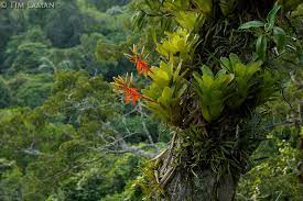 Plants Bromeliads Epiphyte