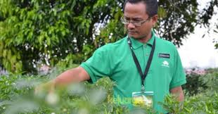 Projek tanaman jagung manis di bawah perlaksanaan projek rmk. Guru Ini Tanam Cili Cara Fertigasi Di Sekolah Jana Pendapatan Lumayan Hingga Cecah Rm20 Ribu Sungguh Inspirasi Keluarga