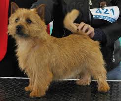 Find norwich terrier puppies and breeders in your area and helpful norwich terrier information. Welpen Puppies Von Den Zwei Eichen Wild Devils