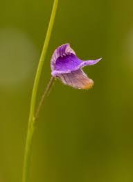 Image result for Genlisea hispidula