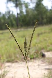 Image result for Paspalum notatum